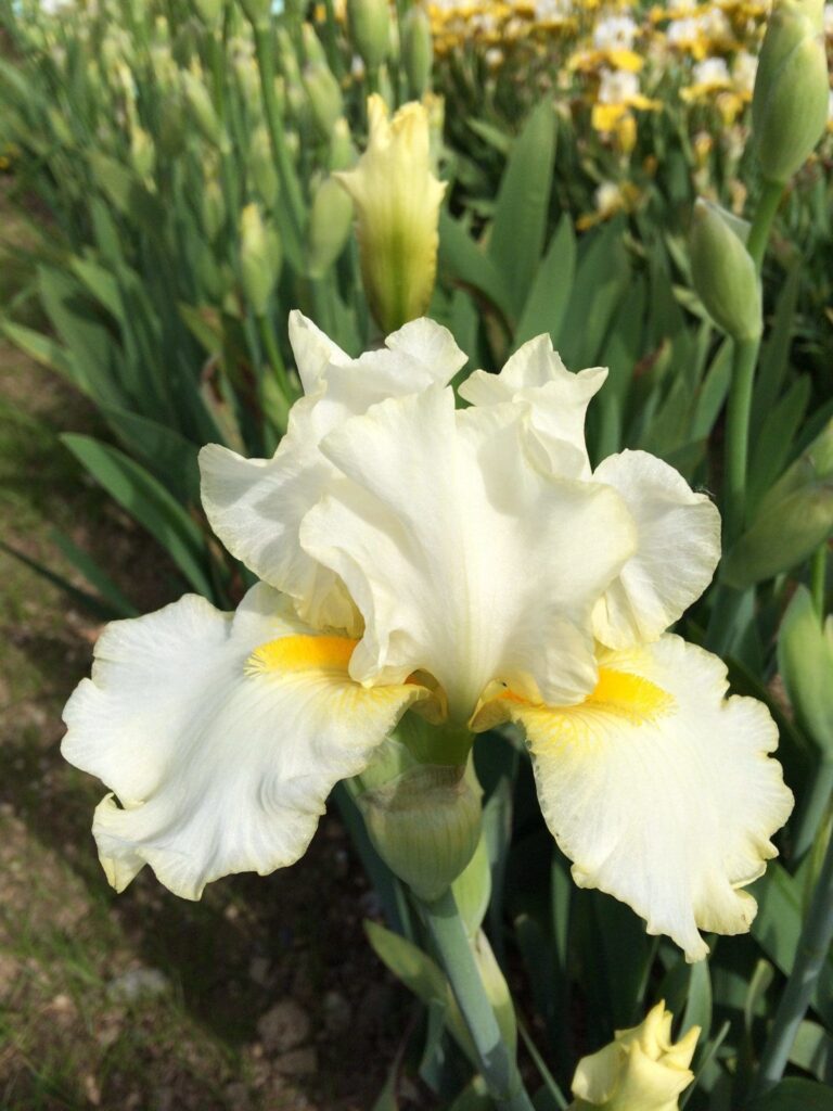 Foto von Northern Jewel