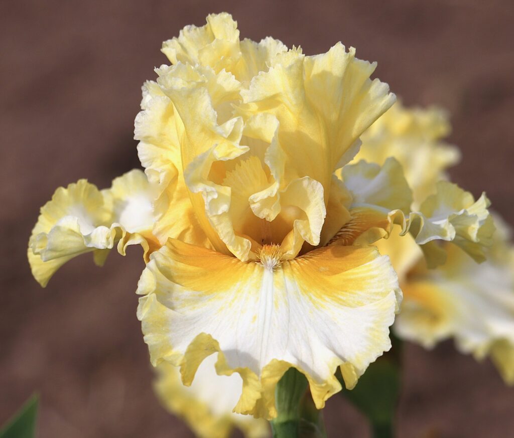 Photo of On Angel Wings