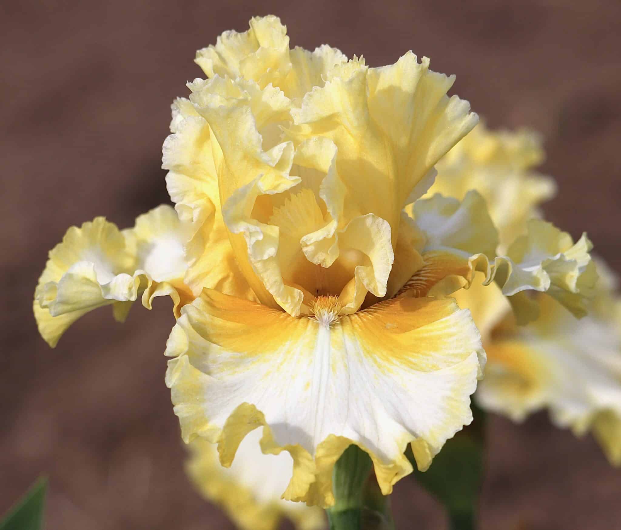 Photo of On Angel Wings