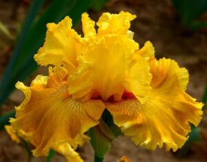 Foto von Oregon Firestorm - R