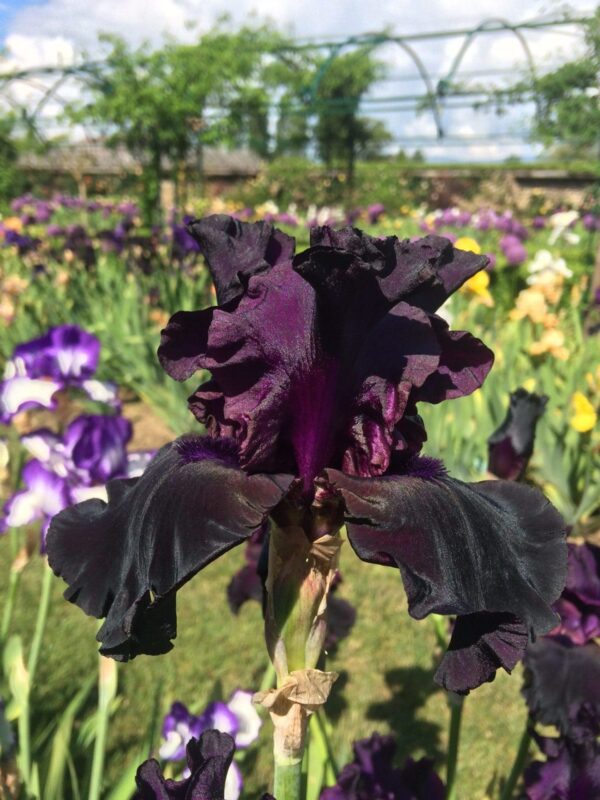 Photo de Paint It Black