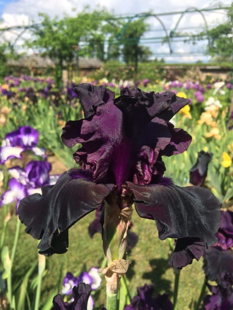 Foto von Paint It Black