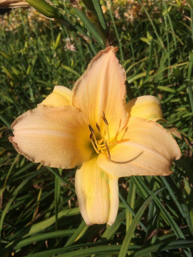 Foto von Peach Pinwheel