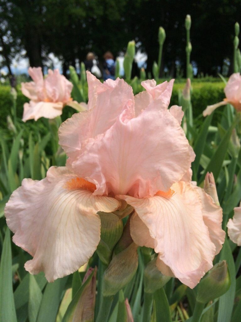 Foto von Pink Attraction - R