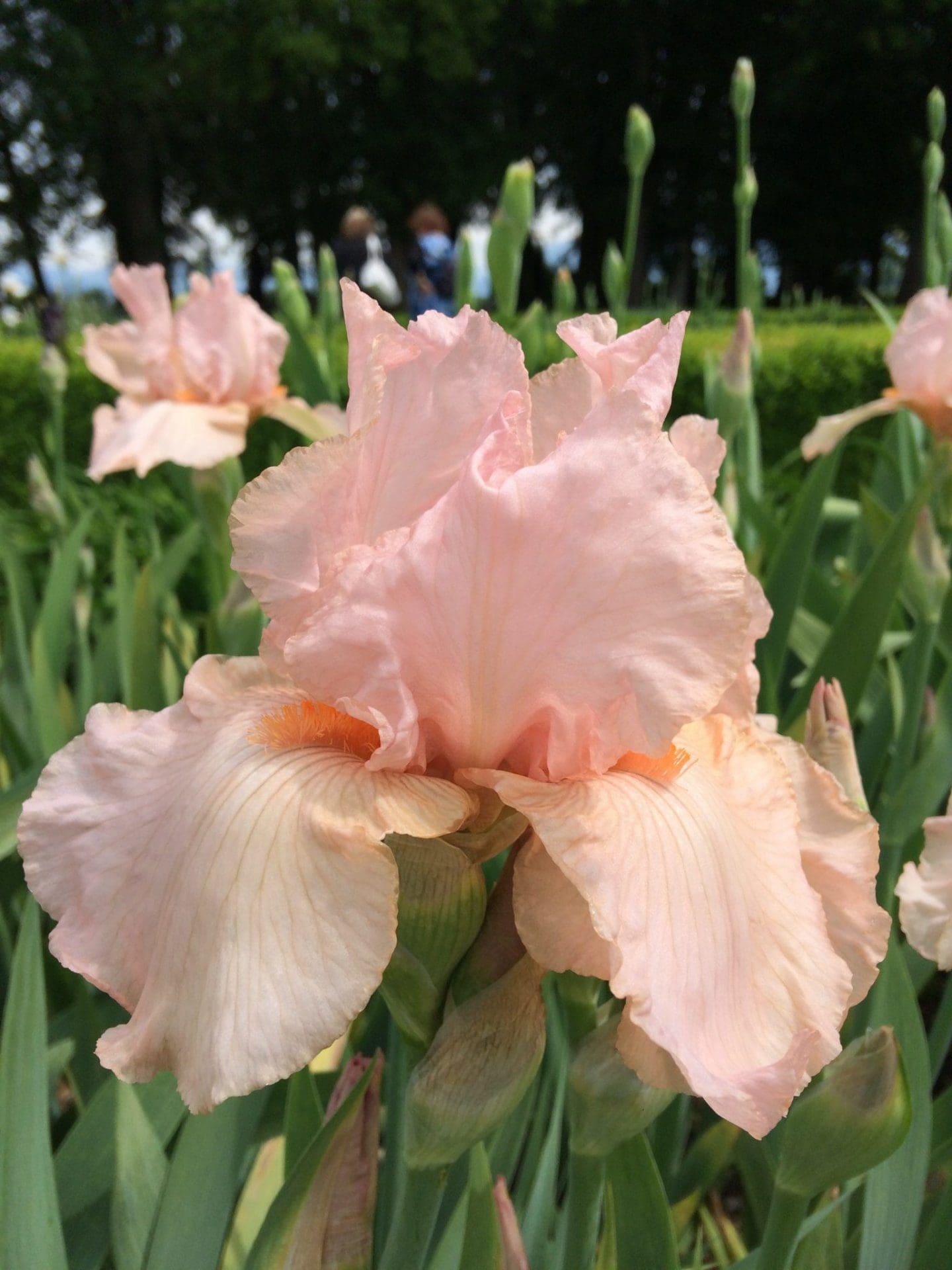 Foto von Pink Attraction - R