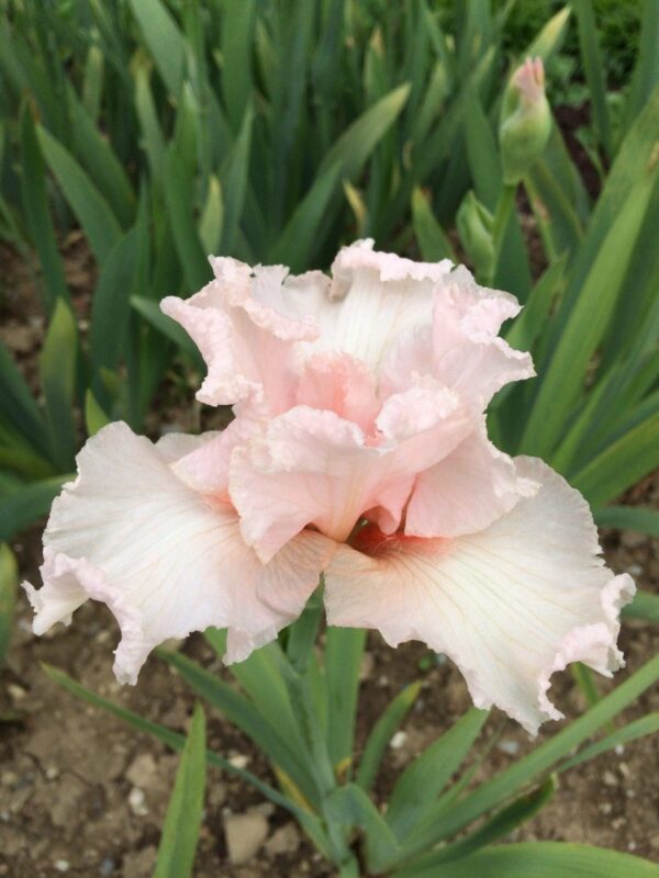 Photo of Pink Bubbles