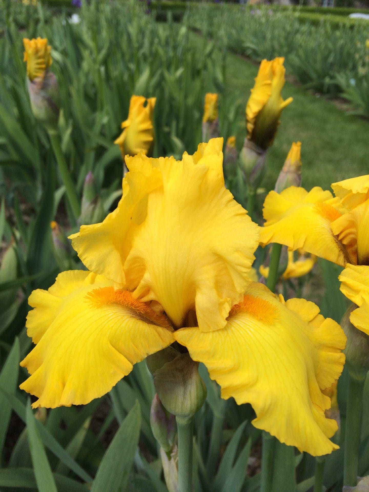 Foto von Pure As Gold - R