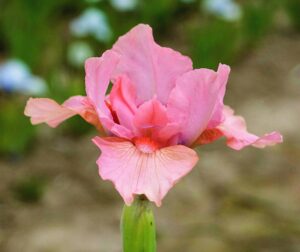 Photo of Pussycat Pink