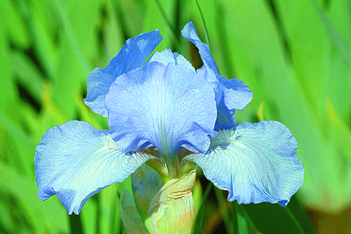 Foto von Raidance Returns -R