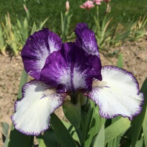 Foto von Rare Edition