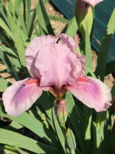 Foto von Raspberry Blush