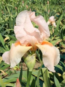 Foto von Roselyne - R