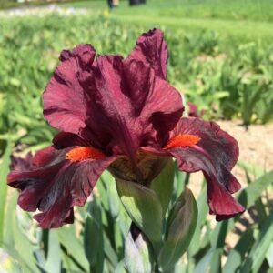 Foto von Ruby Slippers