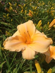 Foto von Ruffled Apricot