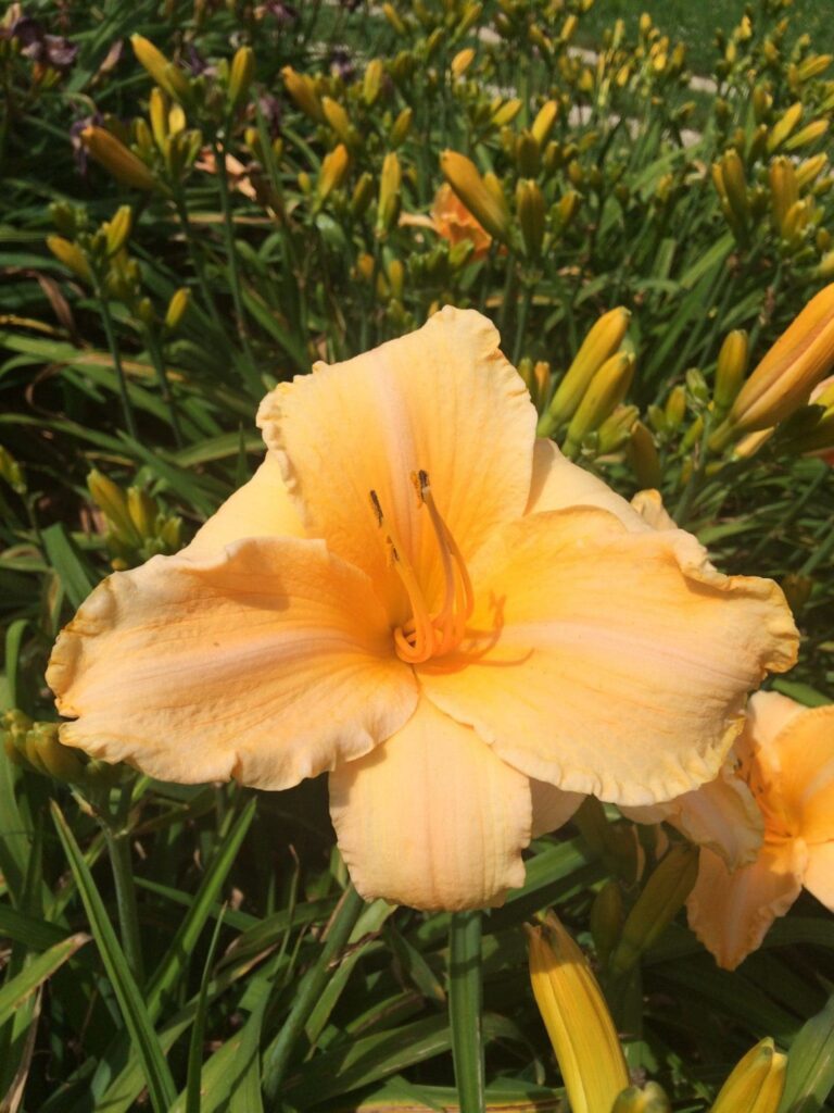 Photo of Ruffled Apricot