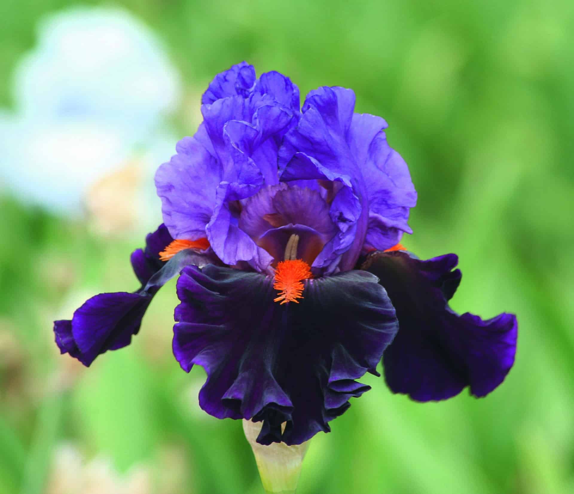 Foto von Sharp Dressed Man