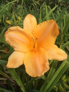 Foto von Simply Pretty