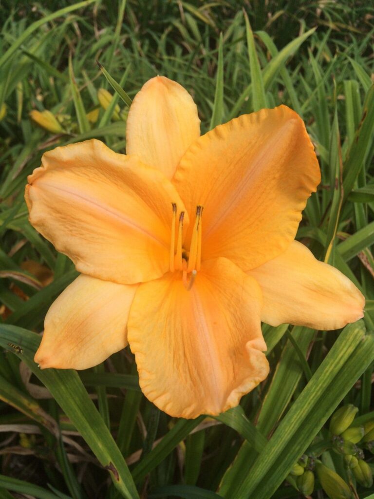 Foto von Simply Pretty