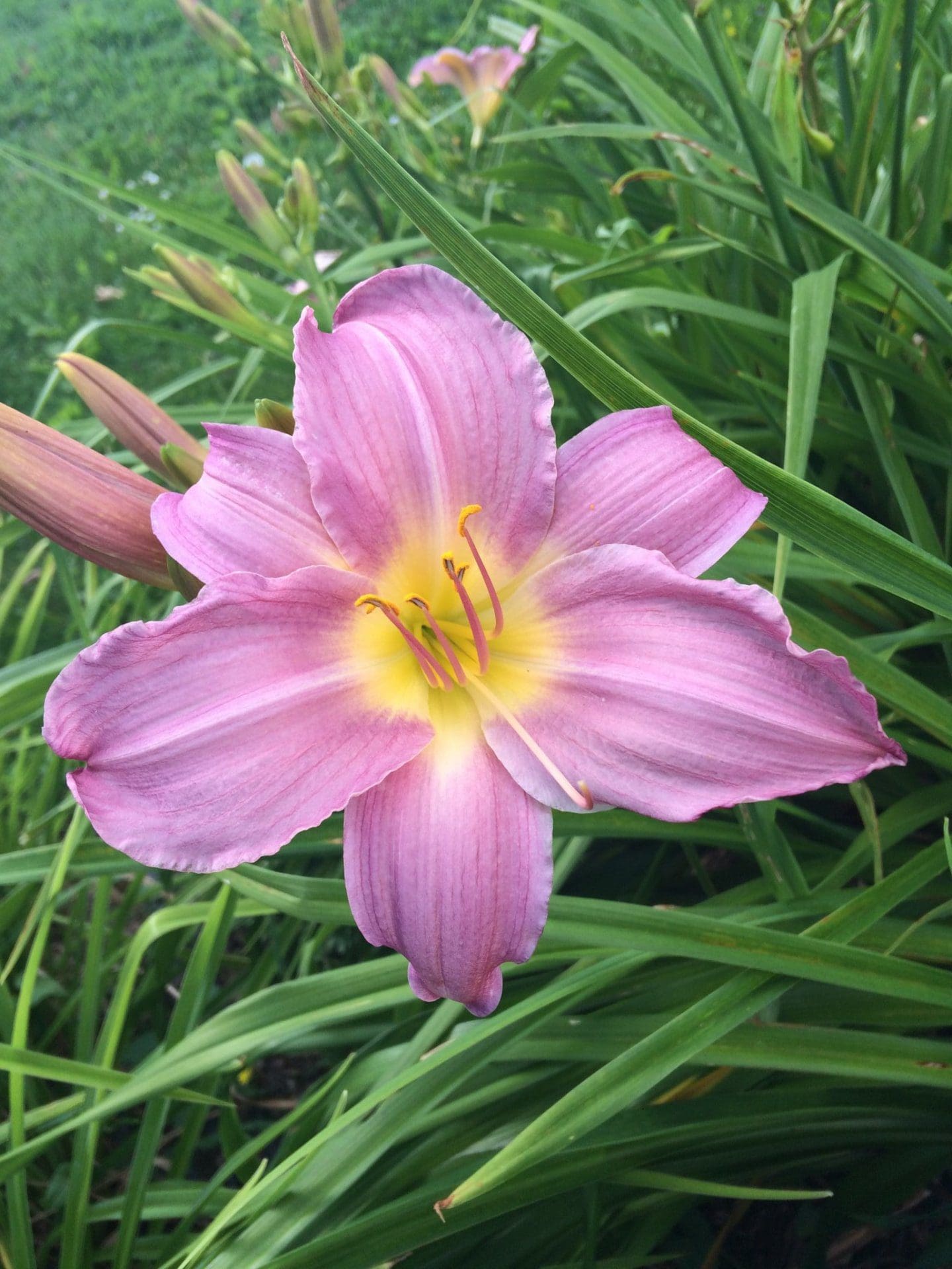 Foto von Soft Lavander