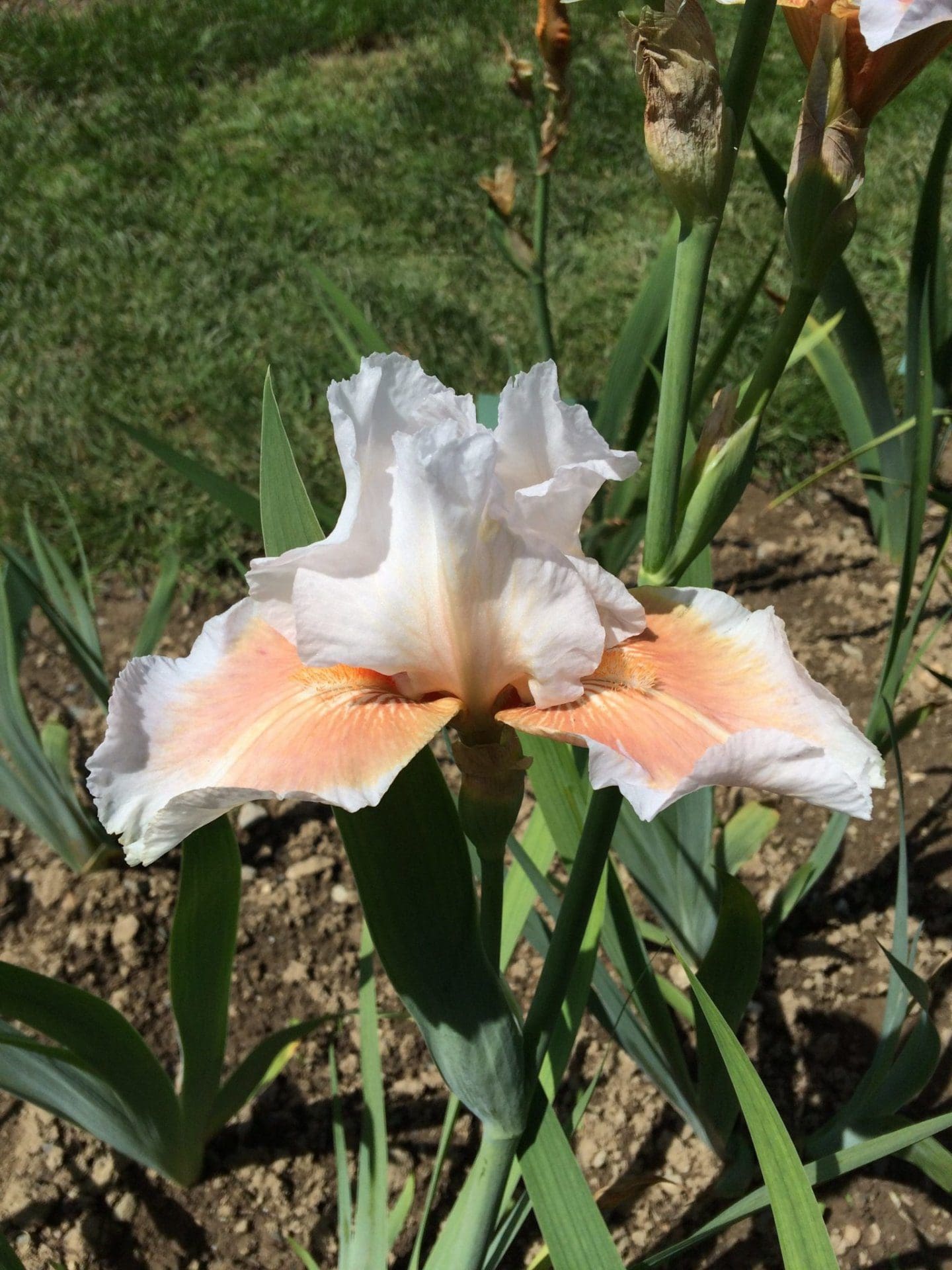 Foto von Sonja'S Selah