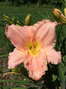 Foto von Sophisticated Miss