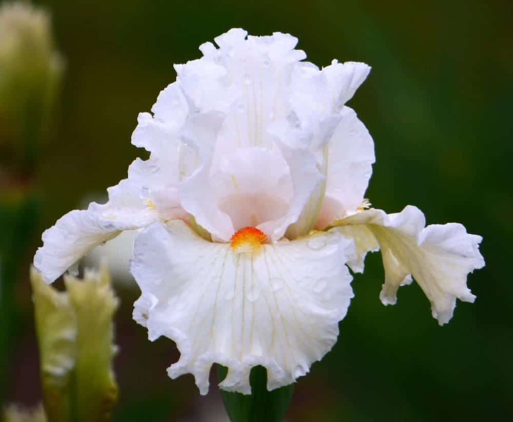 Foto von Starlight Parade