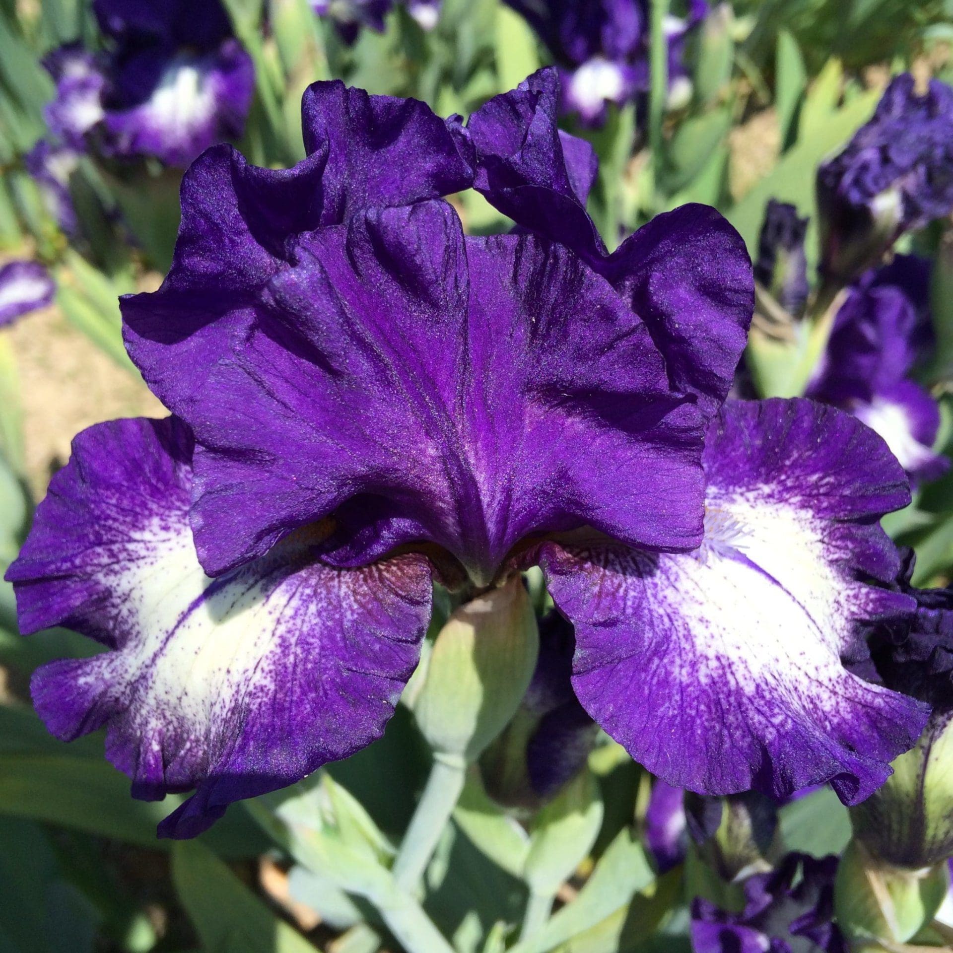 Photo of Starwoman *