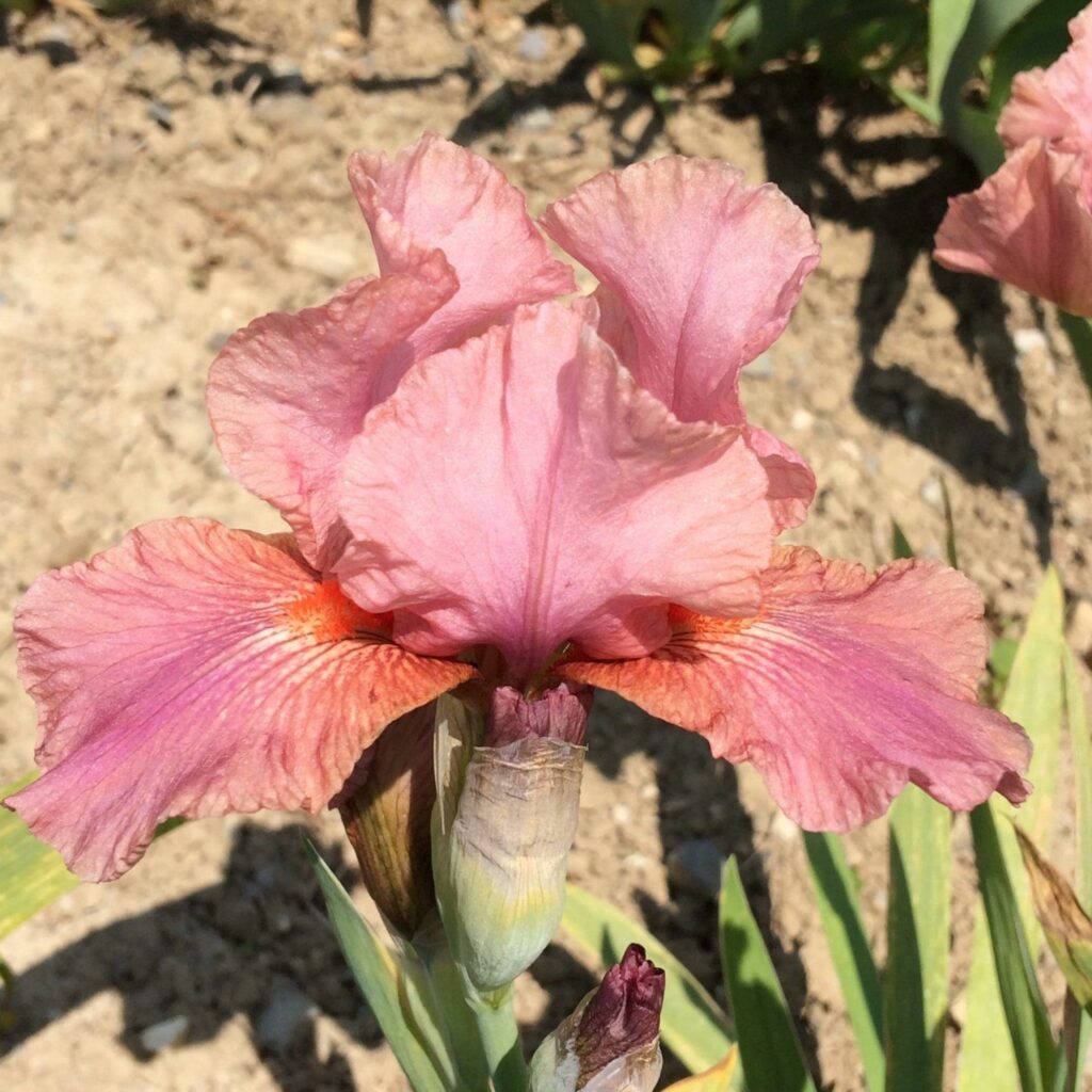 Foto von Strawberry Love