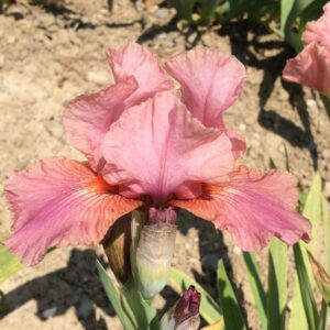 Foto von Strawberry Love