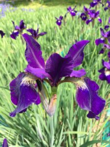 Foto von Teal Velvet