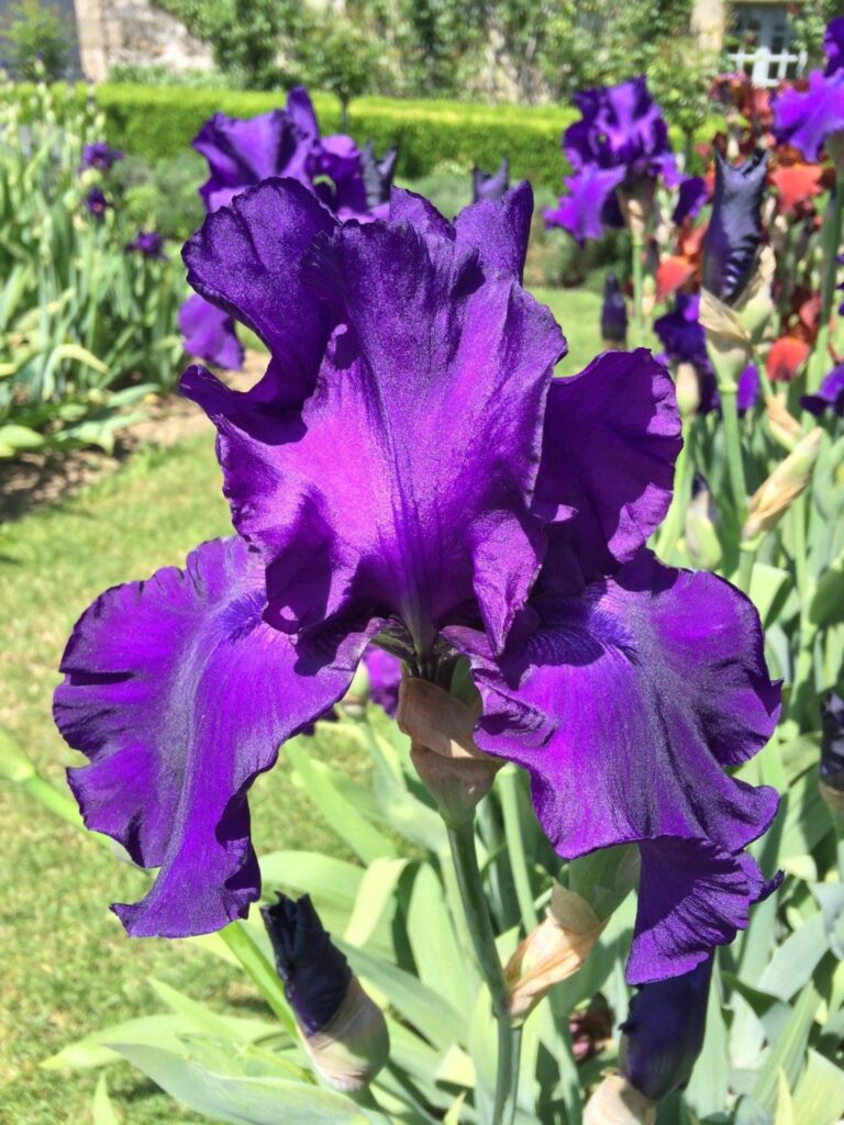 Foto von Titan'S Glory *