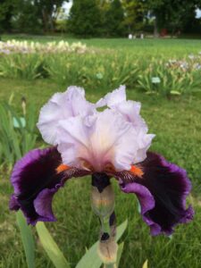 Foto von Tomorrow'S Child - R