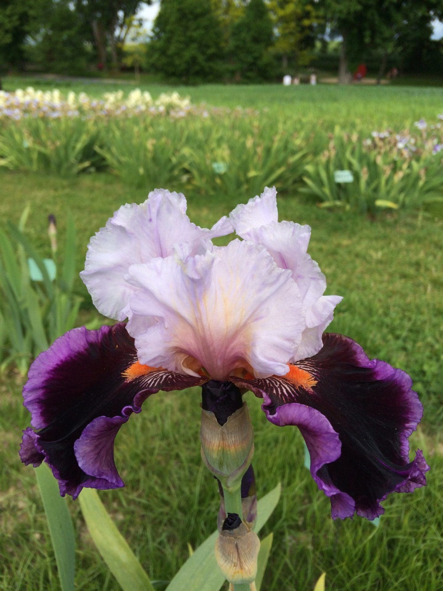 Foto von Tomorrow'S Child - R