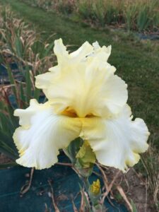 Foto von Total Recall - R