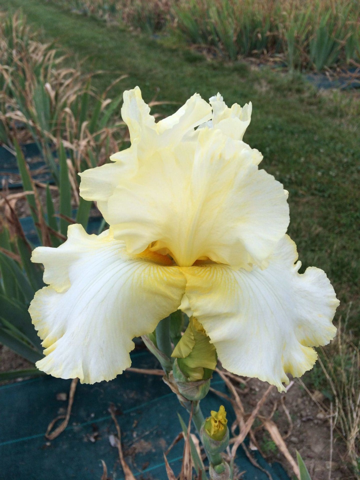 Foto von Total Recall - R