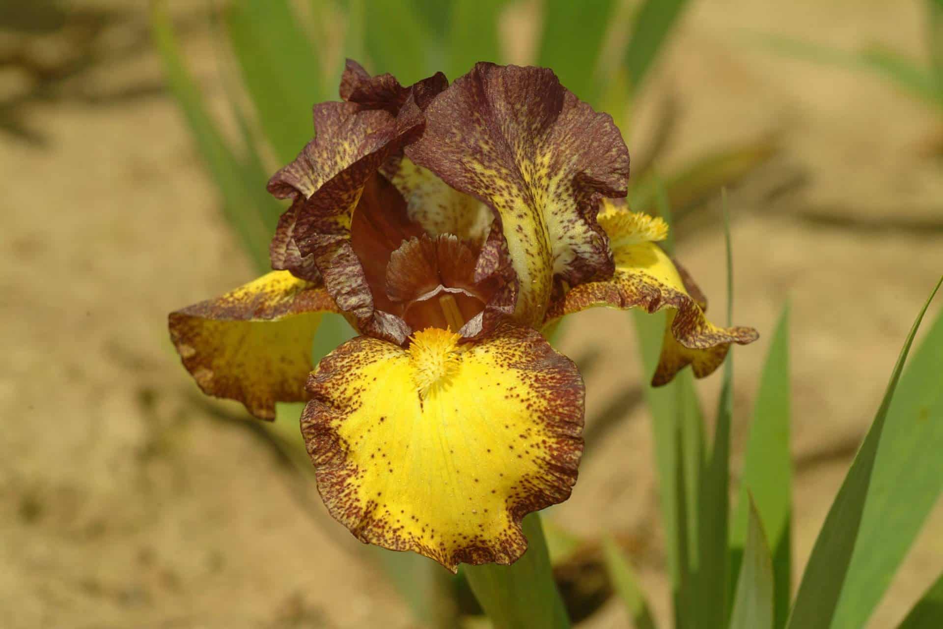 Foto von Tremors - R