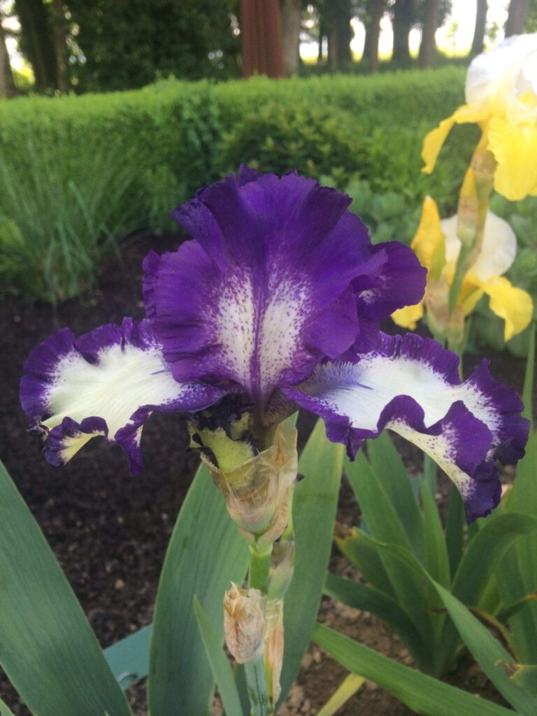 Foto von Triple Ripples