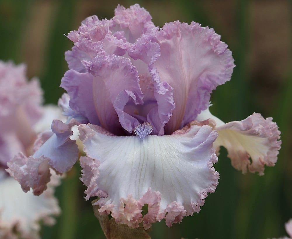 Foto von Unbridled Passion