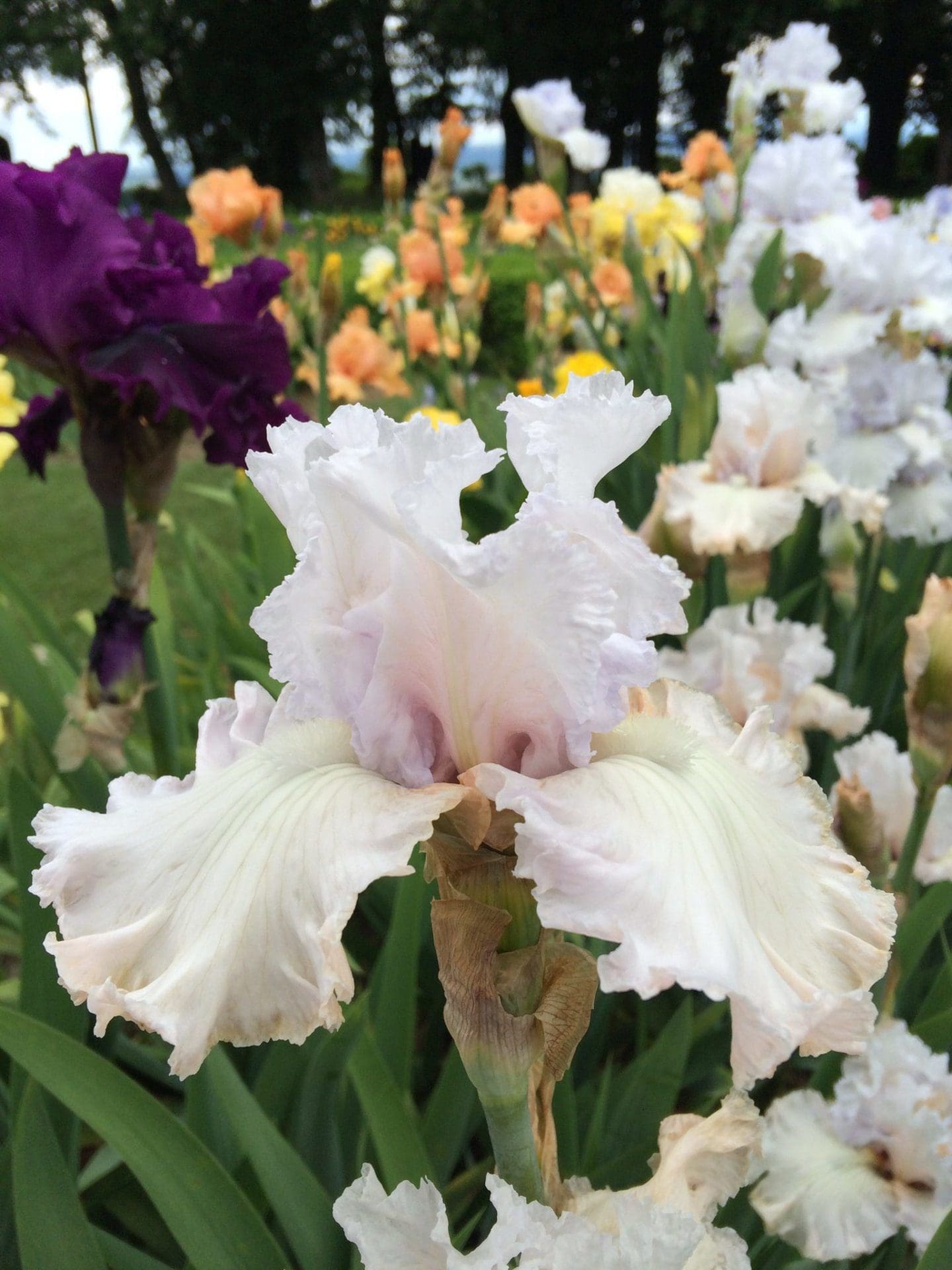 Foto von Venetian Glass