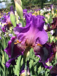 Foto von Violet Turner - R