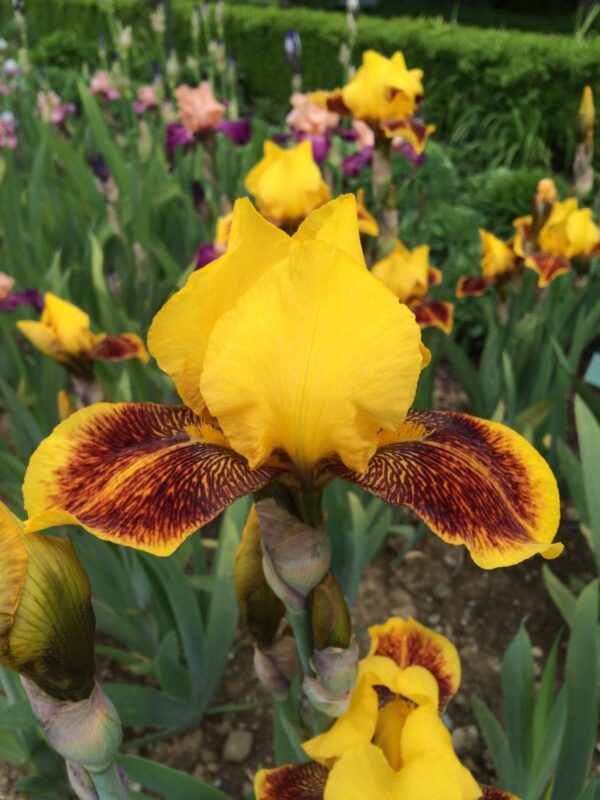 Foto von Whoop'Em'Up