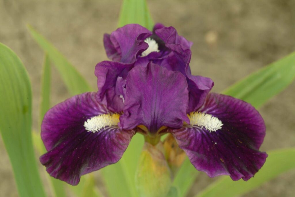 Photo of Wish Upon A Star