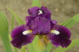 Photo of Wish Upon A Star