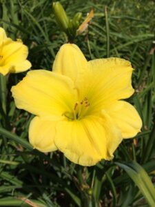 Foto von Yellow Treasure