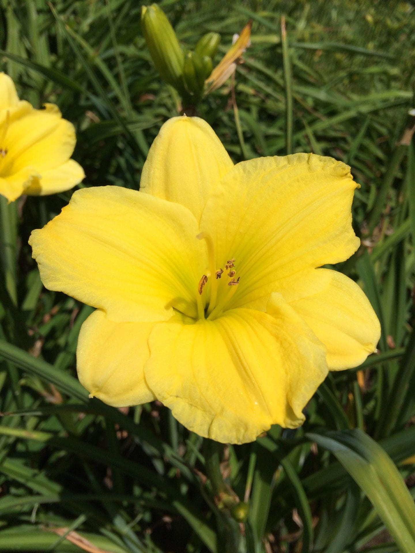 Foto von Yellow Treasure