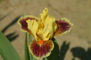 Foto von Zooboomafoo