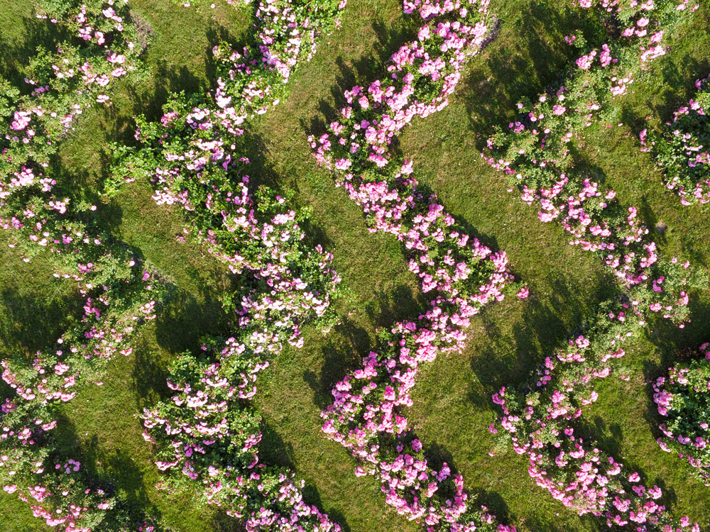 Zig-zags de rosiers en fleurs dans le jardin de Dorianne du Château de Vullierens.