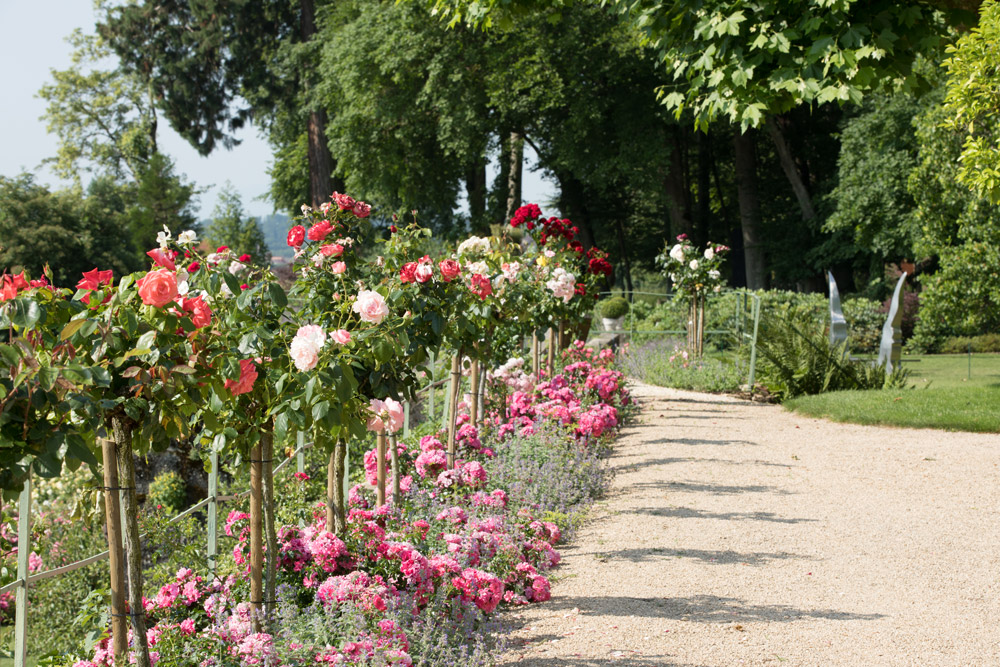 Rosiers sur pieds, en pleine floraison, sur la terrasse privée du Château.