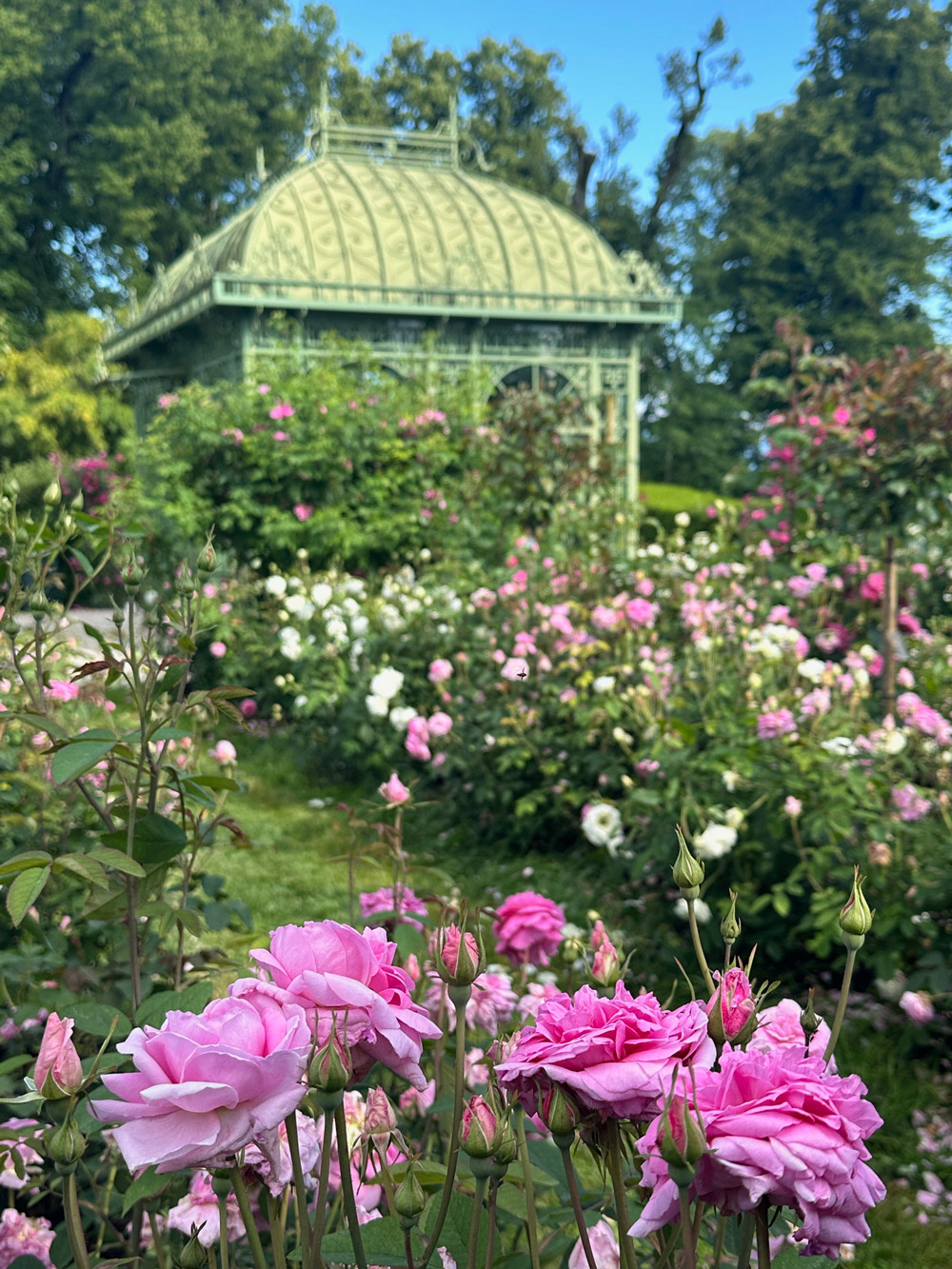 Orangeraie et rosiers en fleurs dans le jardin de Doreen du Château de Vullierens