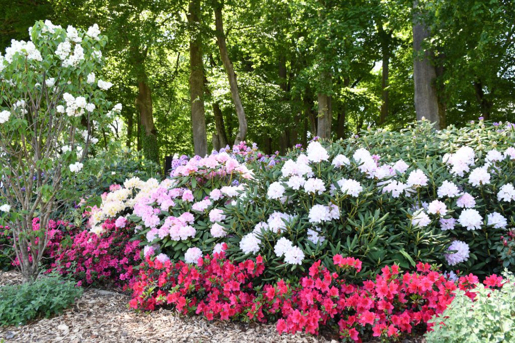 Massif de rhododendrons en fleurs de couleurs roses, violets et rouges dans le jardin de Daria du Château de Vullierens lors de leur floraison printanière.